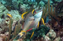 Parrotfish in the "classic" cleaning posture. Image taken... by Allan Vandeford 